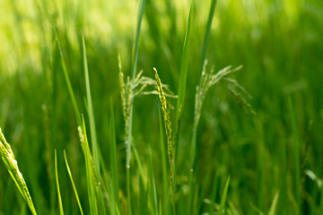 Fototapeta na wymiar Close up of green paddy rice plant.