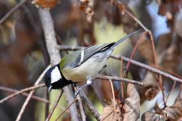 シジュウカラ