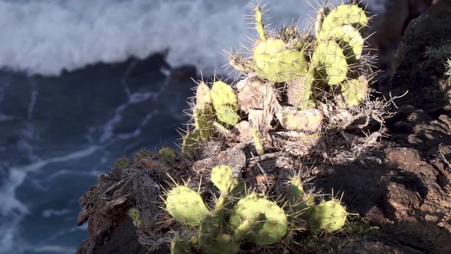 Cactus is being illuminated by the sun. In the background braking waves. Slow motion.