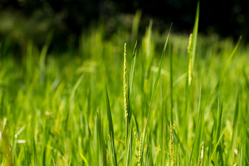 Close up of green paddy rice plant.