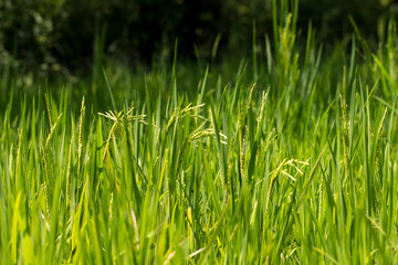 Close up of green paddy rice plant.