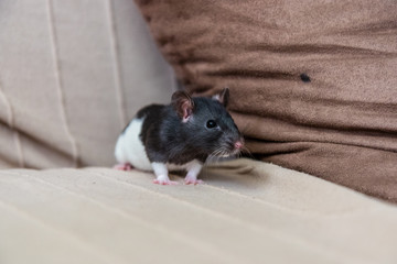 rat on the couch