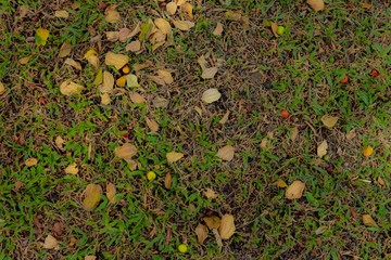 Berries are falle down on the grass ground.