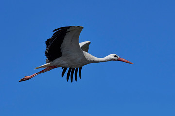 White stork in flight with blue skies in the background