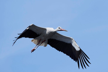 White stork in flight with blue skies in the background