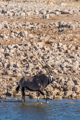 Gemsbok ( Oryx Gazella) drinking at a water hole, Etosha National Park, Namibia.