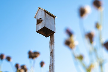 the blurry bushes in the foreground on the back burner birdhouse and the blue sky, a homemade birdhouse from wooden boards