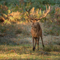 Beautiful portrait of red deer stag Cervus Elaphus in colorful Autumn Fall woodland landscape