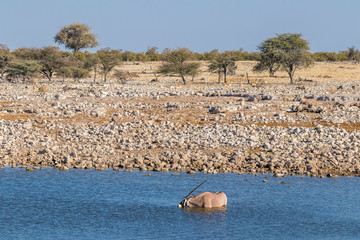 Gemsbok ( Oryx Gazella) completely standing in the water drinking at a water hole, Etosha National...