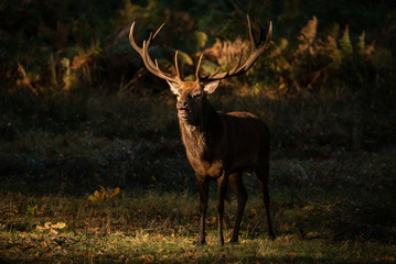 Beautiful portrait of red deer stag Cervus Elaphus in colorful Autumn Fall woodland landscape