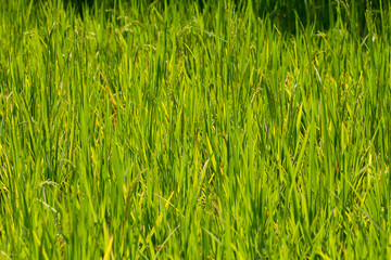 Nature spring grass background texture
