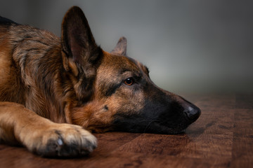 Saddened dog on a gray background. The dog is upset that the owner is gone. Waiting for the host. German Shepherd lying on the floor. Studio photo session