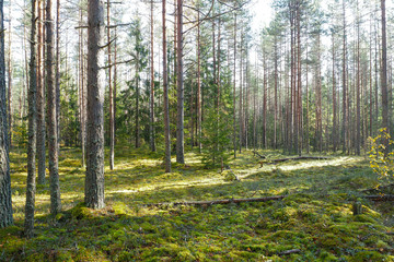 Pine trees high Northern forest. The landscape is coniferous in the wild. 
