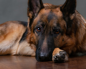 Saddened dog on a gray background. The dog is upset that the owner is gone. Waiting for the host. German Shepherd lying on the floor. Studio photo session