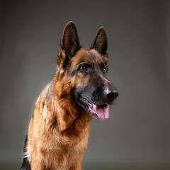 Cheerful perky dog on a gray background. German Shepherd. Cute little face.  Studio photo session