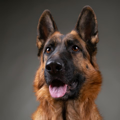 Cheerful perky dog on a gray background. German Shepherd. Cute little face.  Studio photo session