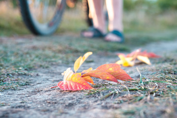 fallen autumn leaves on the path in the background cyclist and his feet