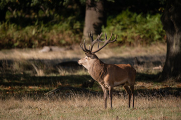 Beautiful portrait of red deer stag Cervus Elaphus in colorful Autumn Fall woodland landscape