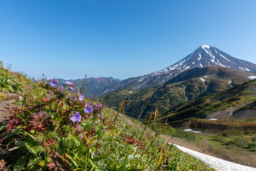 mountain landscape with flowers