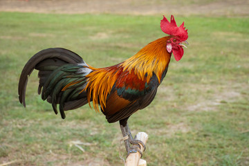 Rooster