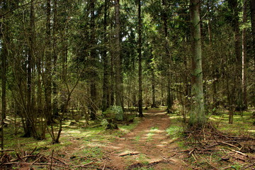 Magic forest in summer or spring. Tall trees, green grass and trails of the inhabitants. Shadows and glare from the sun falling on the earth.