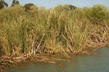 river bank