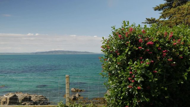 Red escallonia hedge blows in the ocean breeze at Kaka Point, New Zealand.