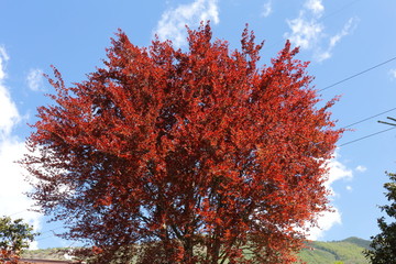 The big Red beech