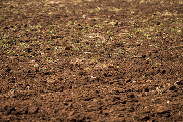 Plowed field soil in the field texture