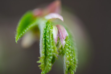closeup of a plant