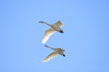 ハクチョウ　Swans