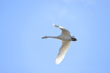 ハクチョウ　Swan