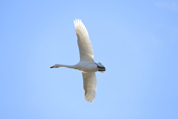 ハクチョウ　Swan