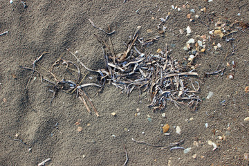 Wet beach sand algae surface