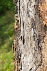 Obraz premium Rough Tree Bark Texture