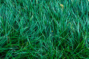 dark green grass background