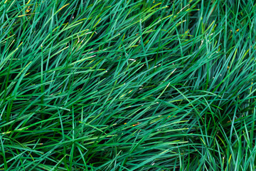 dark green grass background