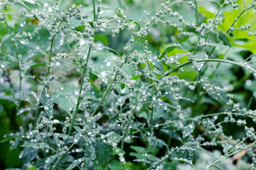 Meadow grass under dew drops, after the rain. Beautiful abstract nature background.