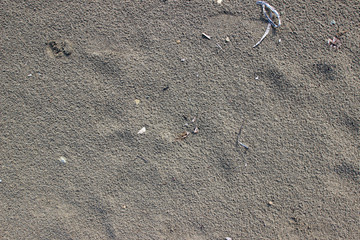 Wet beach sand debris traces surface