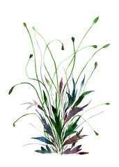 Flower bush. Watercolor hand drawn illustration. Object isolated on white background. Element for decoration of cards, holidays, weddings.