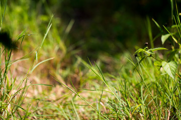 Blur Image of Green light bokeh nature background
