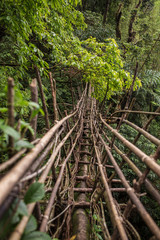 Obraz premium Most żyjących korzeni w pobliżu wioski Nongriat, Cherrapunjee, Meghalaya, Indie. Ten most jest tworzony przez wieloletnie szkolenie korzeni drzew, aby się ze sobą łączyły.