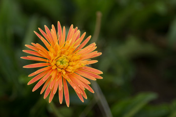 Beautiful flower, Orange gerbera flower in nature on blur background