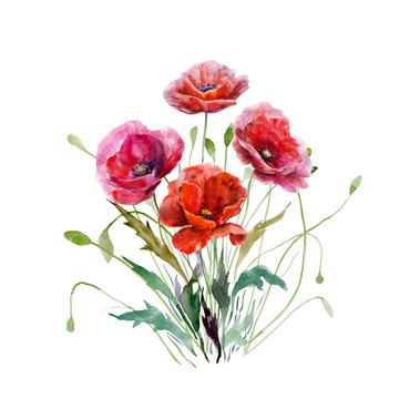 Bouquet of poppy flowers. Hand drawn watercolor illustration. Magnificent red colors floral elements for design isolated on white background. For wedding invitations, greeting cards, datings.