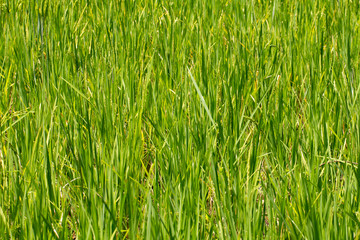 Blur Image of Green light bokeh nature background