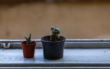 Detail of a small cactus in vase on a windowsill 
