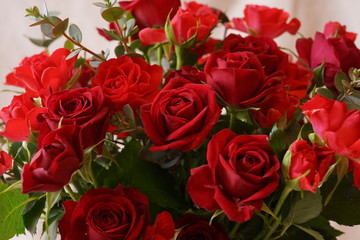 赤い　バラ　いっぱい　マクロレンズ