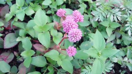 wild flower in rose colour