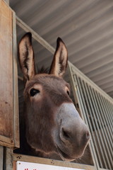 I'm a donkey
