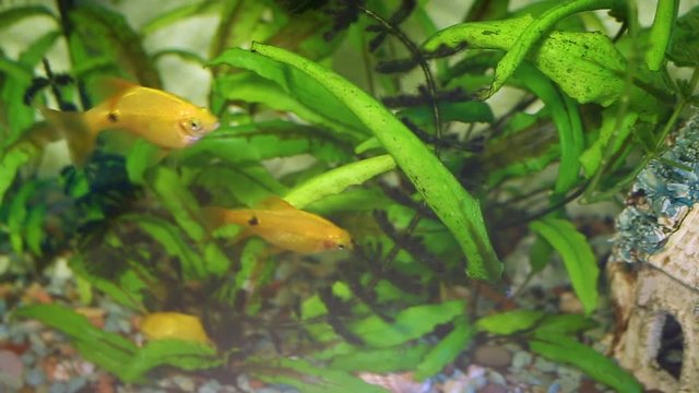 Couple of cute young golden barbus fish swimming in home aquarium cheerfully in search of food. Fish feeding by green waterplants growing inside. 